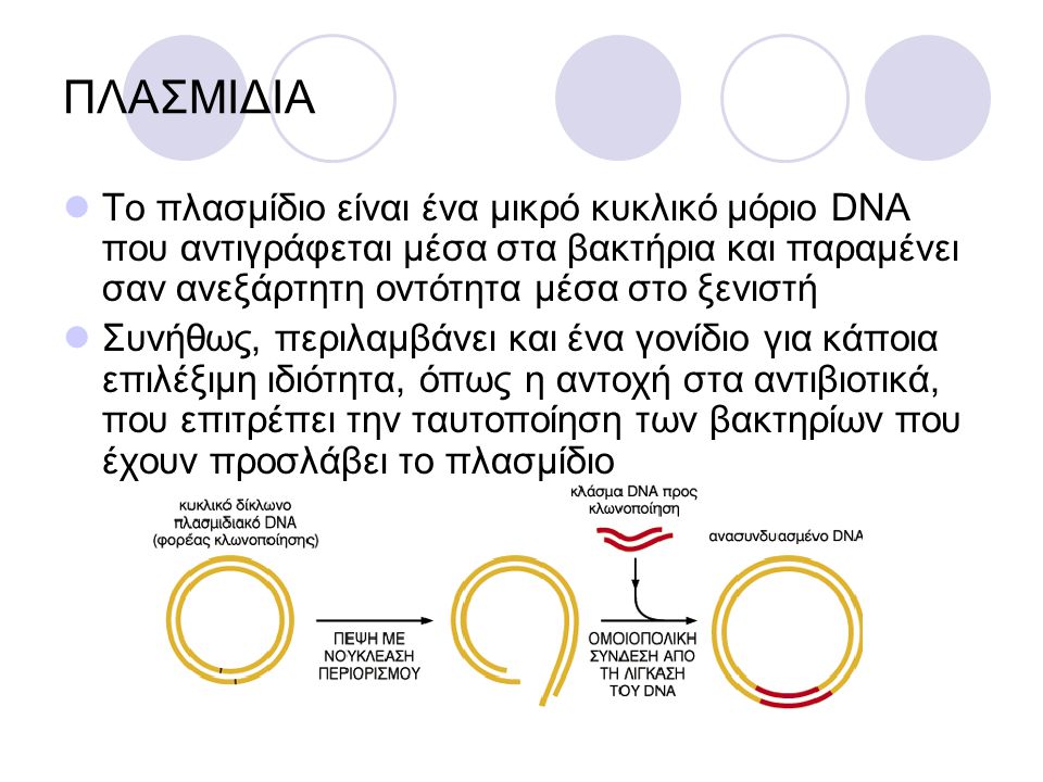 ΠΛΑΣΜΙΔΙΑ Το πλασμίδιο είναι ένα μικρό κυκλικό μόριο DNA που αντιγράφεται μέσα στα βακτήρια και παραμένει σαν ανεξάρτητη οντότητα μέσα στο ξενιστή.