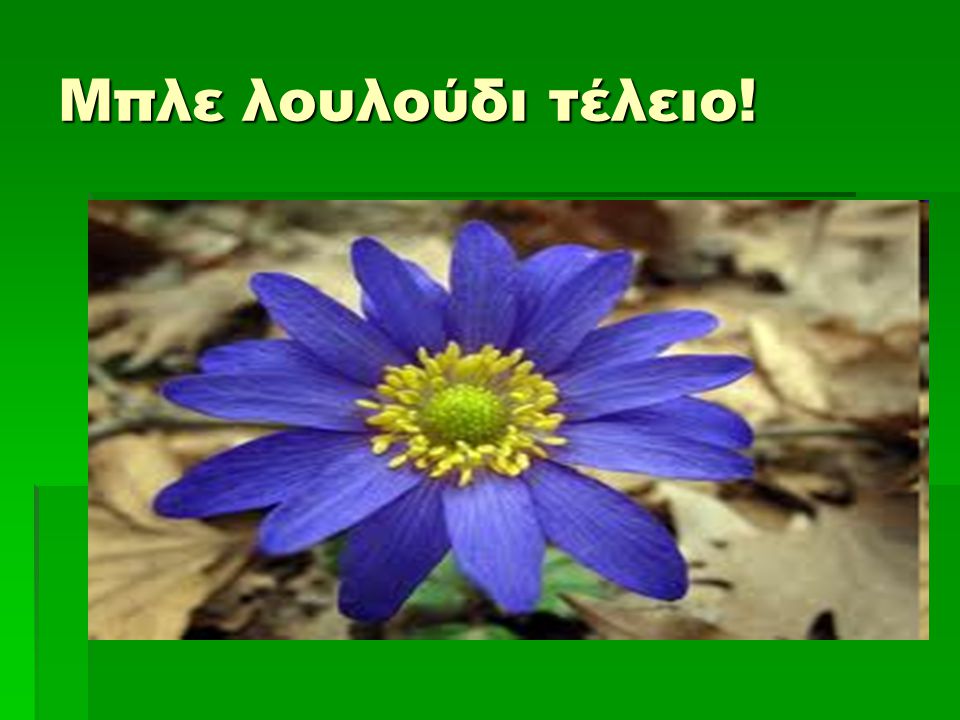 Μπλε λουλούδι τέλειο!