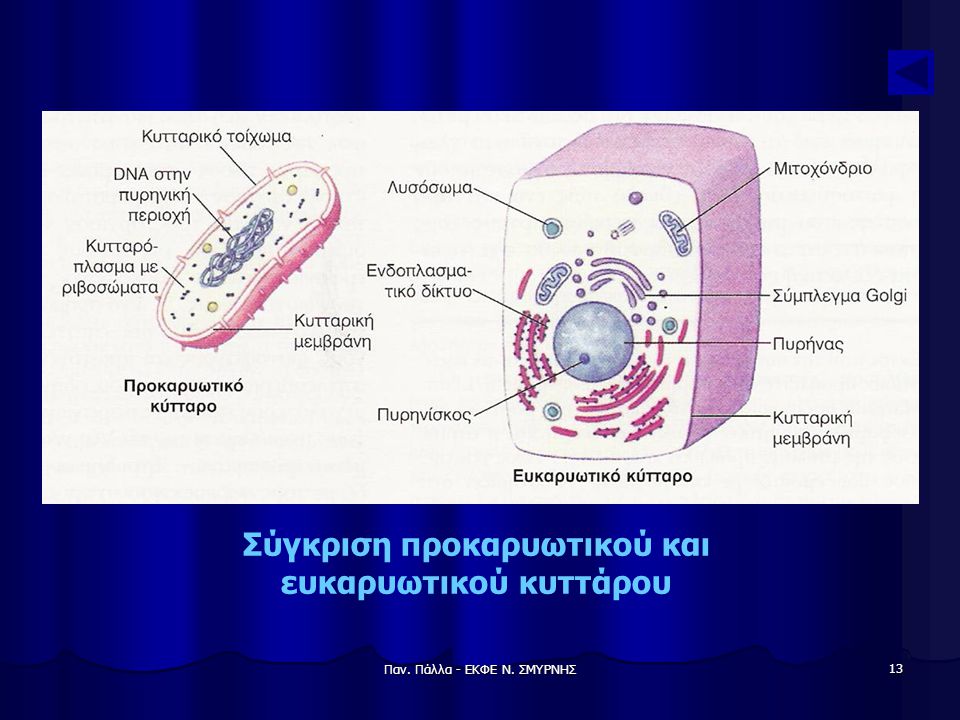 Σύγκριση προκαρυωτικού και ευκαρυωτικού κυττάρου