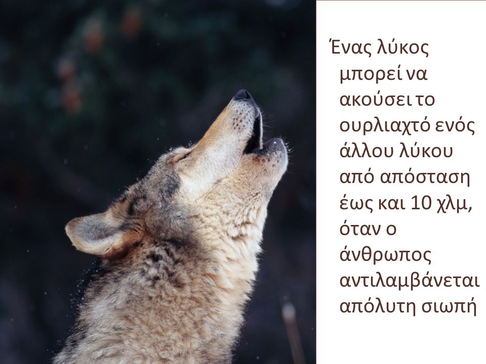 Ένας λύκος μπορεί να ακούσει το ουρλιαχτό ενός άλλου λύκου από απόσταση έως και 10 χλμ, όταν ο άνθρωπος αντιλαμβάνεται απόλυτη σιωπή