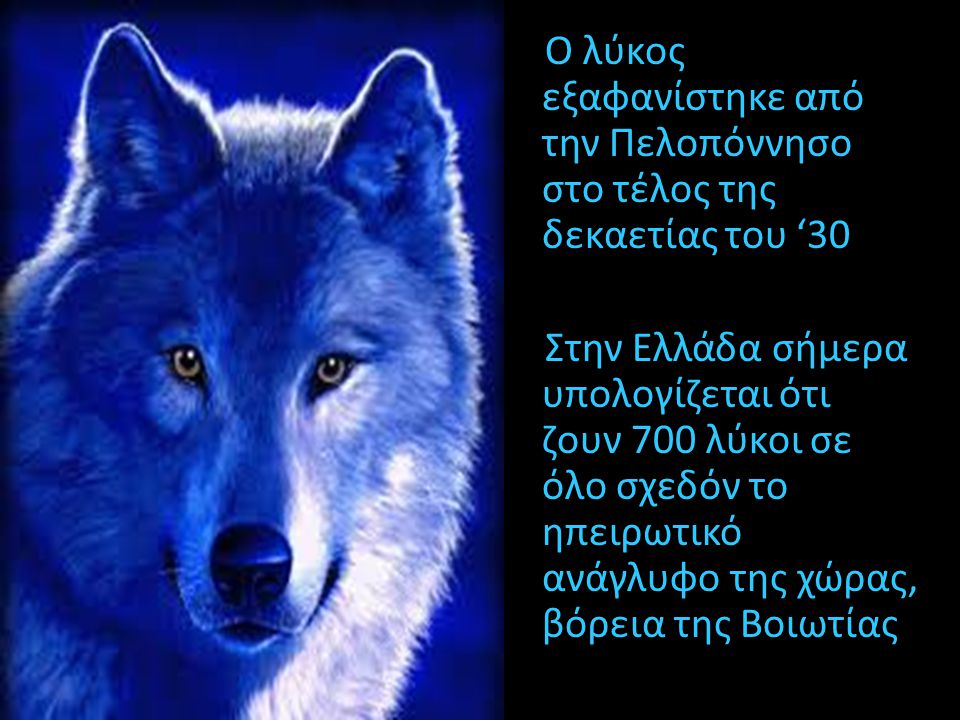 Ο λύκος εξαφανίστηκε από την Πελοπόννησο στο τέλος της δεκαετίας του ‘30