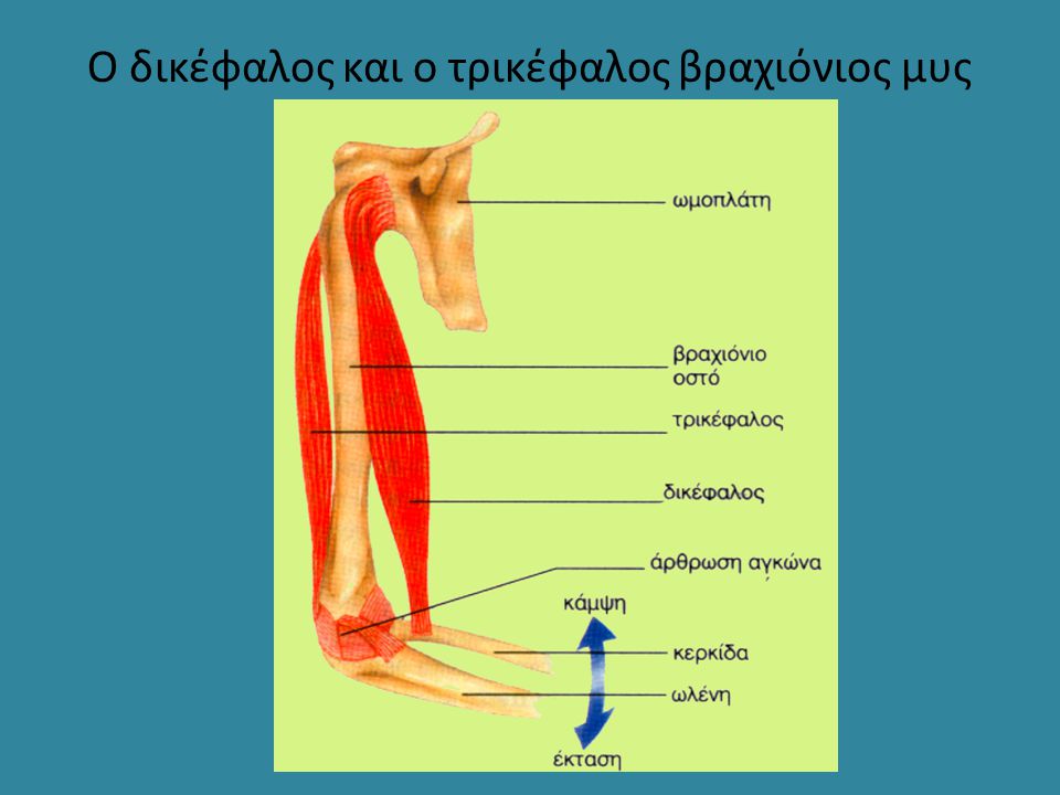 Ο δικέφαλος και ο τρικέφαλος βραχιόνιος μυς