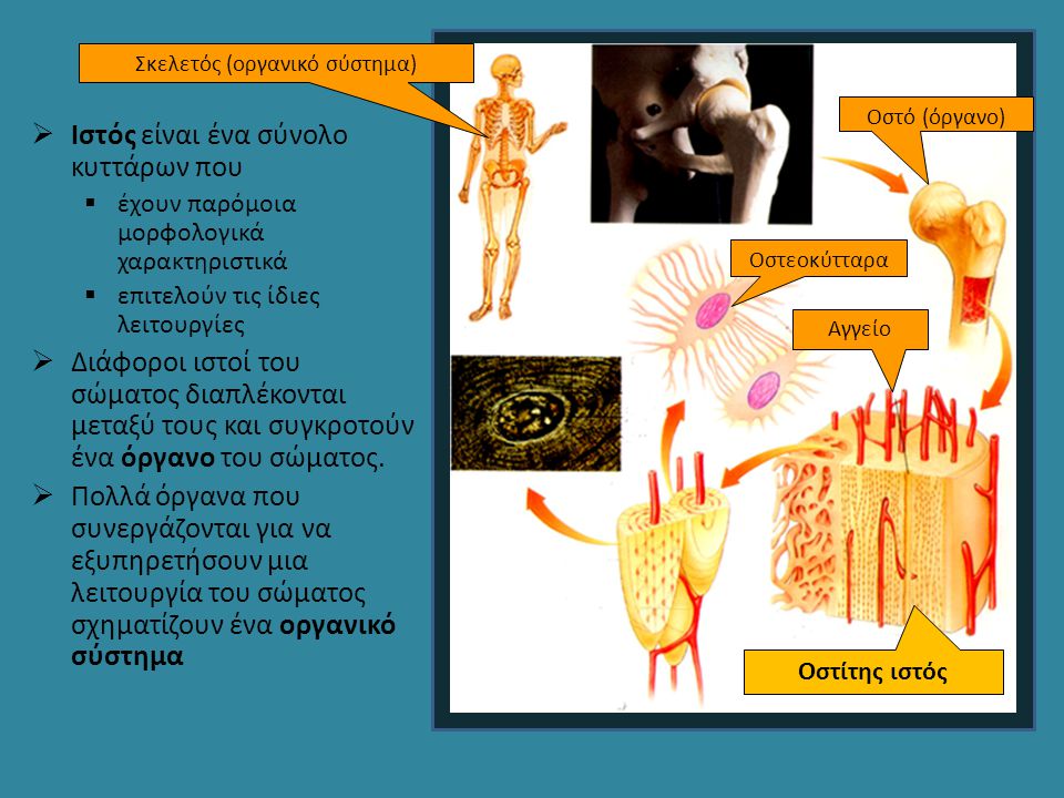 Σκελετός (οργανικό σύστημα)