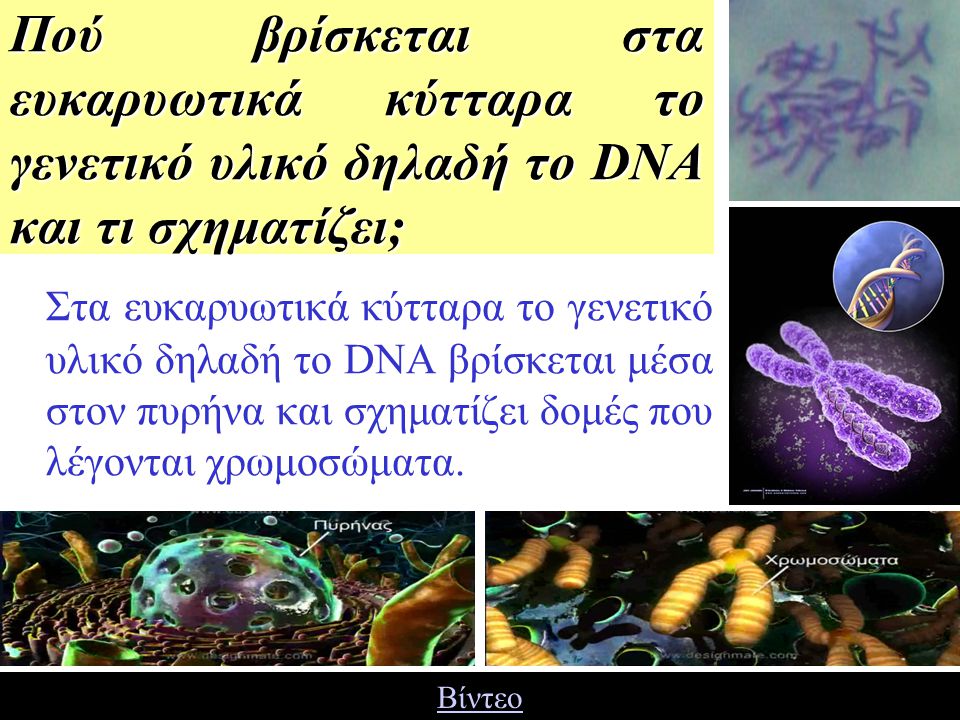 Πού βρίσκεται στα ευκαρυωτικά κύτταρα το γενετικό υλικό δηλαδή το DNA και τι σχηματίζει;