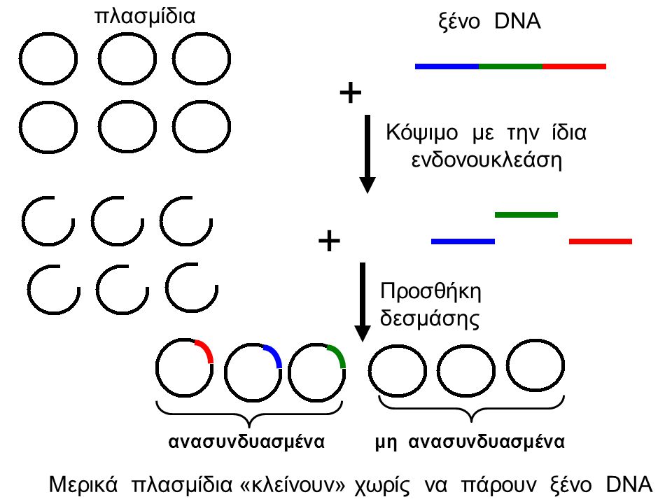 + + πλασμίδια ξένο DNA Κόψιμο με την ίδια ενδονουκλεάση