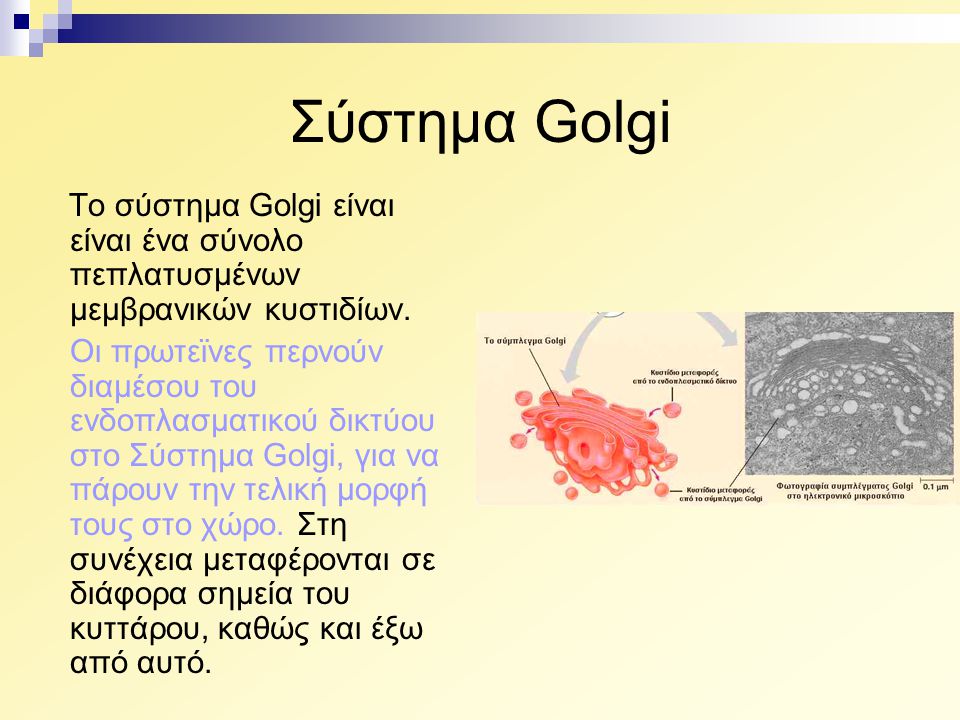 Σύστημα Golgi Το σύστημα Golgi είναι είναι ένα σύνολο πεπλατυσμένων μεμβρανικών κυστιδίων.