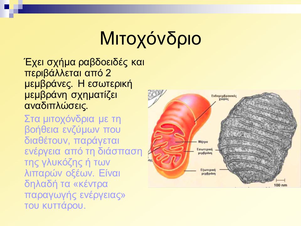 Μιτοχόνδριο Έχει σχήμα ραβδοειδές και περιβάλλεται από 2 μεμβράνες. Η εσωτερική μεμβράνη σχηματίζει αναδιπλώσεις.