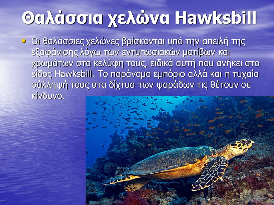 Θαλάσσια χελώνα Hawksbill