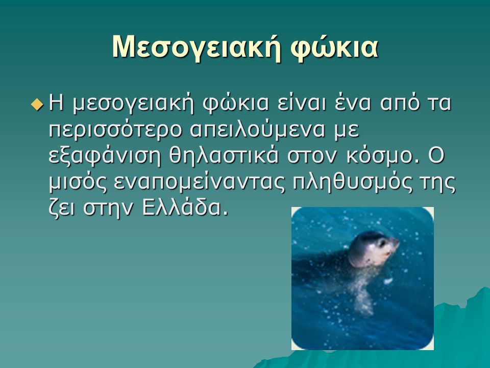 Μεσογειακή φώκια