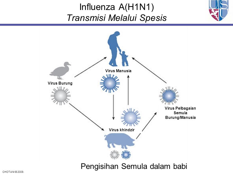Influenza A(H1N1) Transmisi Melalui Spesis
