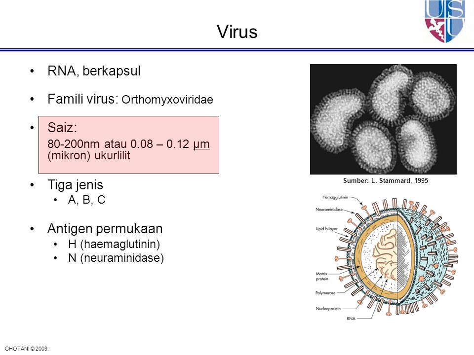 Virus RNA, berkapsul Famili virus: Orthomyxoviridae Saiz: