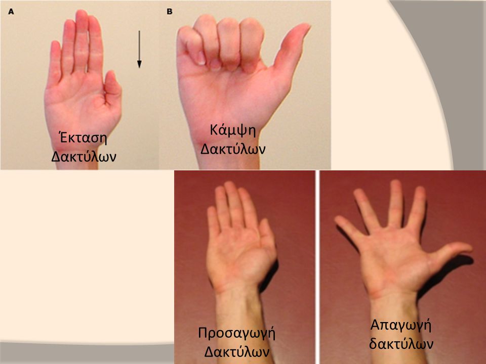 Κάμψη Δακτύλων Έκταση Δακτύλων Απαγωγή δακτύλων Προσαγωγή Δακτύλων