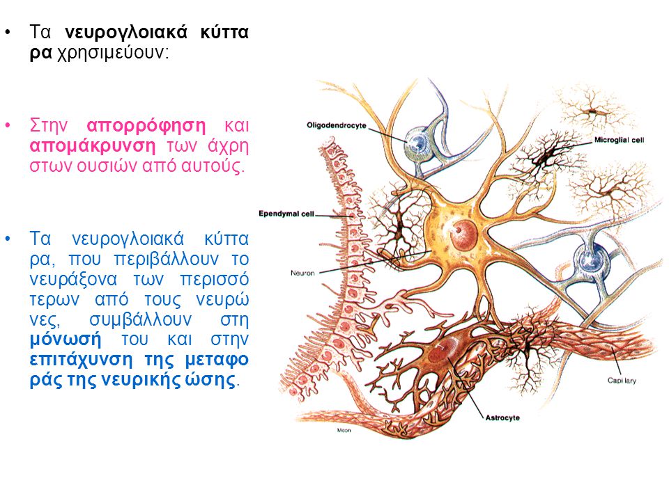 Τα νευρογλοιακά κύττα ρα χρησιμεύουν: