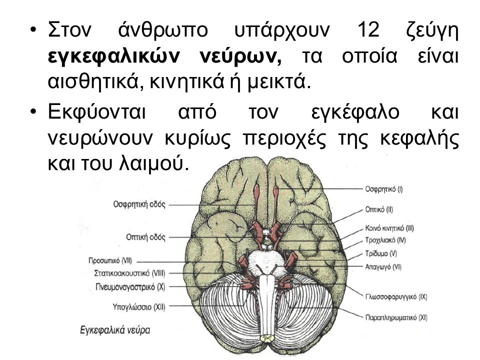 Στον άνθρωπο υπάρχουν 12 ζεύγη εγκεφαλικών νεύρων, τα οποία είναι αισθητικά, κινητικά ή μεικτά.