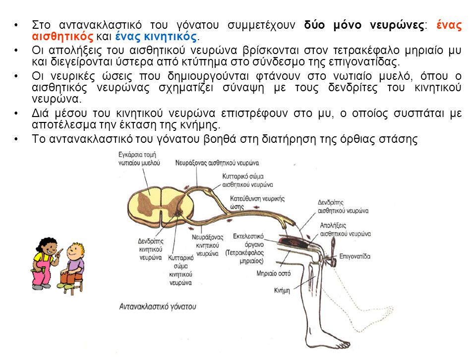 Στο αντανακλαστικό του γόνατου συμμετέχουν δύο μόνο νευρώνες: ένας αισθητικός και ένας κινητικός.