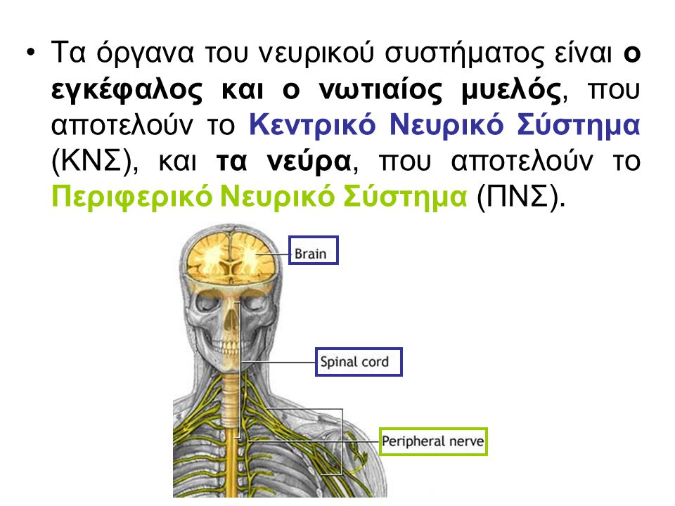 Τα όργανα του νευρικού συστήματος είναι ο εγκέφαλος και ο νωτιαίος μυελός, που αποτελούν το Κεντρικό Νευρικό Σύστημα (ΚΝΣ), και τα νεύρα, που αποτελούν το Περιφερικό Νευρικό Σύστημα (ΠΝΣ).