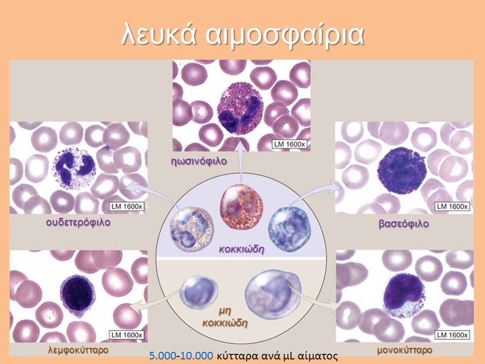 λευκά αιμοσφαίρια κύτταρα ανά μL αίματος ηωσινόφιλο