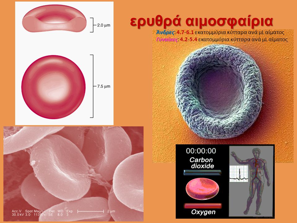 ερυθρά αιμοσφαίρια Άνδρες: εκατομμύρια κύτταρα ανά μL αίματος