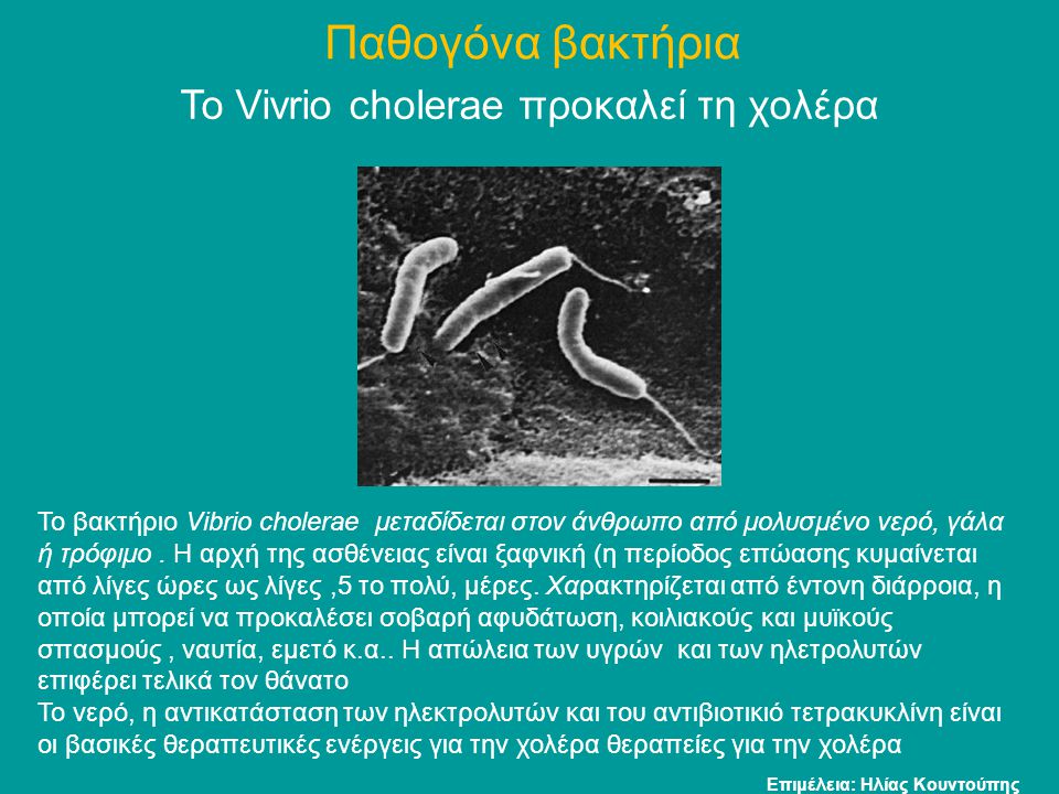Το Vivrio cholerae προκαλεί τη χολέρα