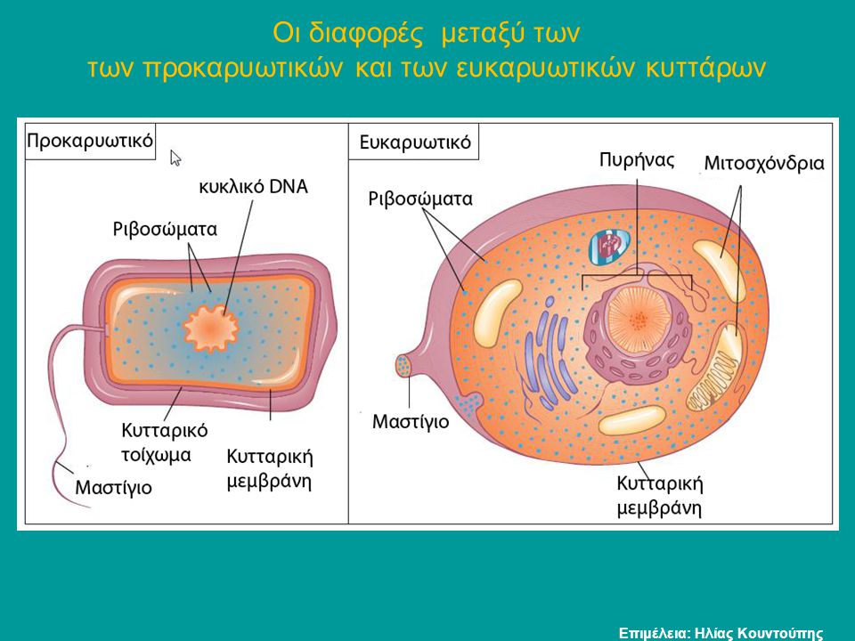 Οι διαφορές μεταξύ των των προκαρυωτικών και των ευκαρυωτικών κυττάρων