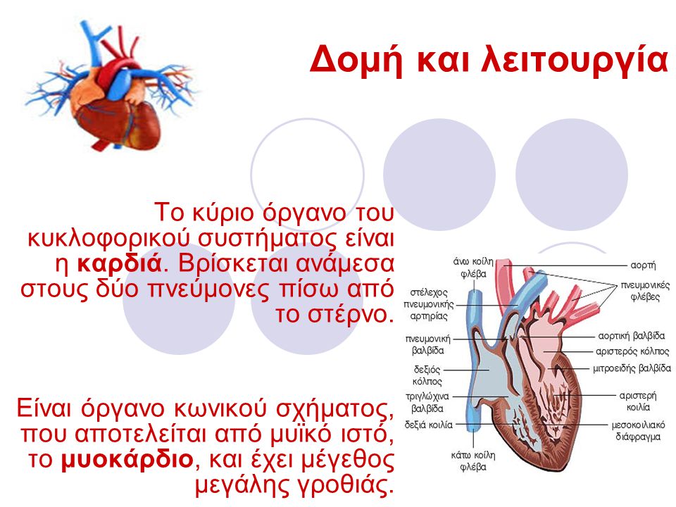 Δομή και λειτουργία Το κύριο όργανο του κυκλοφορικού συστήματος είναι η καρδιά. Βρίσκεται ανάμεσα στους δύο πνεύμονες πίσω από το στέρνο.