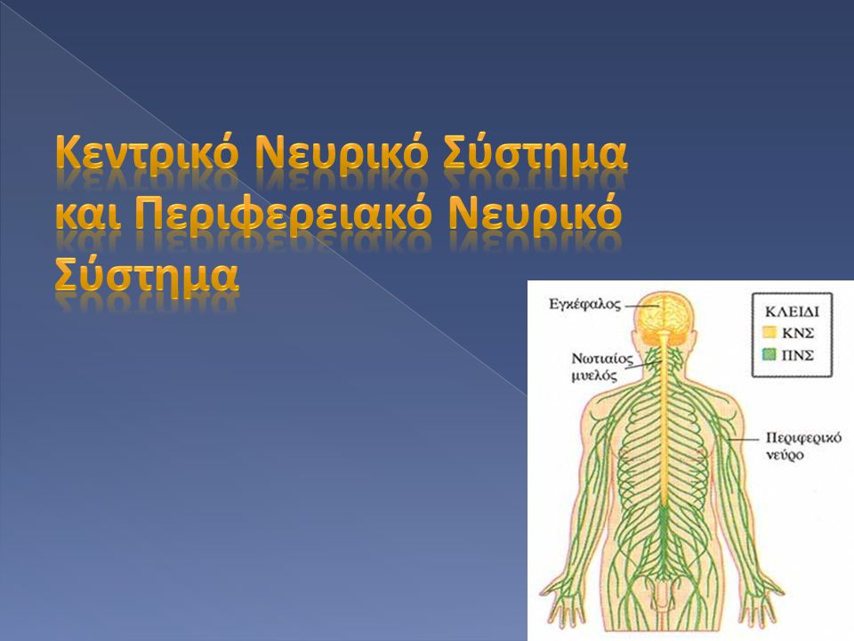 Κεντρικό Νευρικό Σύστημα και Περιφερειακό Νευρικό Σύστημα