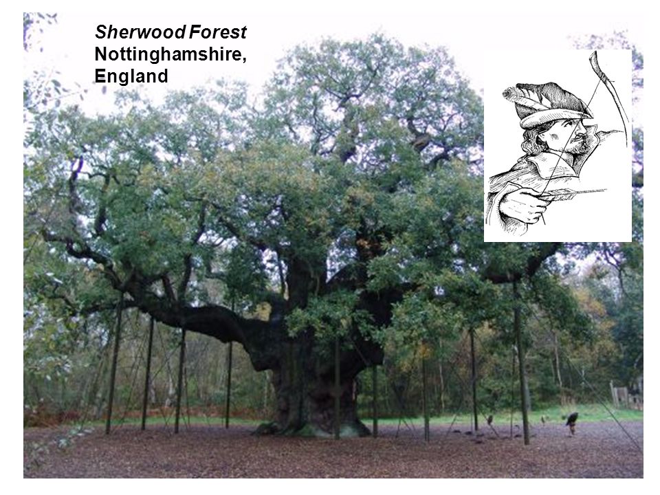 Sherwood Forest Nottinghamshire, England