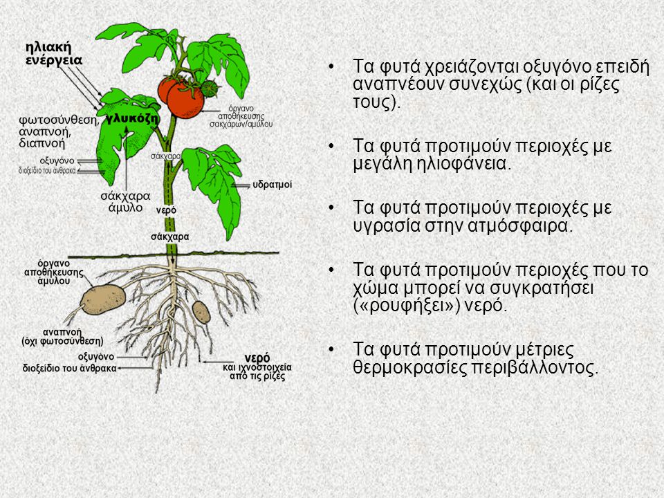 Τα φυτά χρειάζονται οξυγόνο επειδή αναπνέουν συνεχώς (και οι ρίζες τους).
