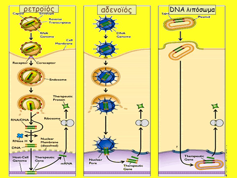 ρετροϊός αδενοϊός DNA λιπόσωμα