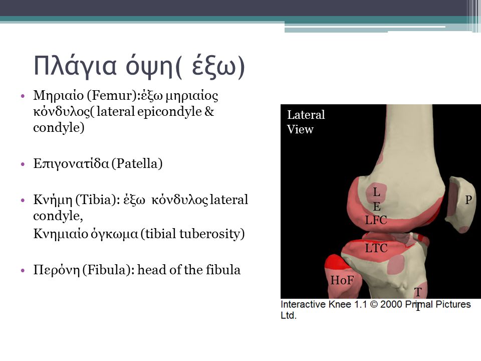 Πλάγια όψη( έξω) Μηριαίο (Femur):έξω μηριαίος κόνδυλος( lateral epicondyle & condyle) Επιγονατίδα (Patella)