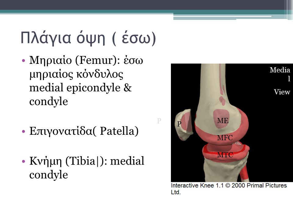 Πλάγια όψη ( έσω) Μηριαίο (Femur): έσω μηριαίος κόνδυλος medial epicondyle & condyle. Επιγονατίδα( Patella)