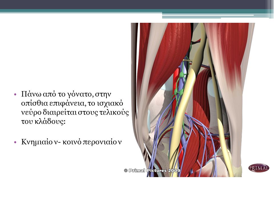 Πάνω από το γόνατο, στην οπίσθια επιφάνεια, το ισχιακό νεύρο διαιρείται στους τελικούς του κλάδους: