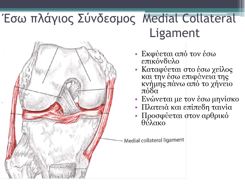 Έσω πλάγιος Σύνδεσμος Medial Collateral Ligament
