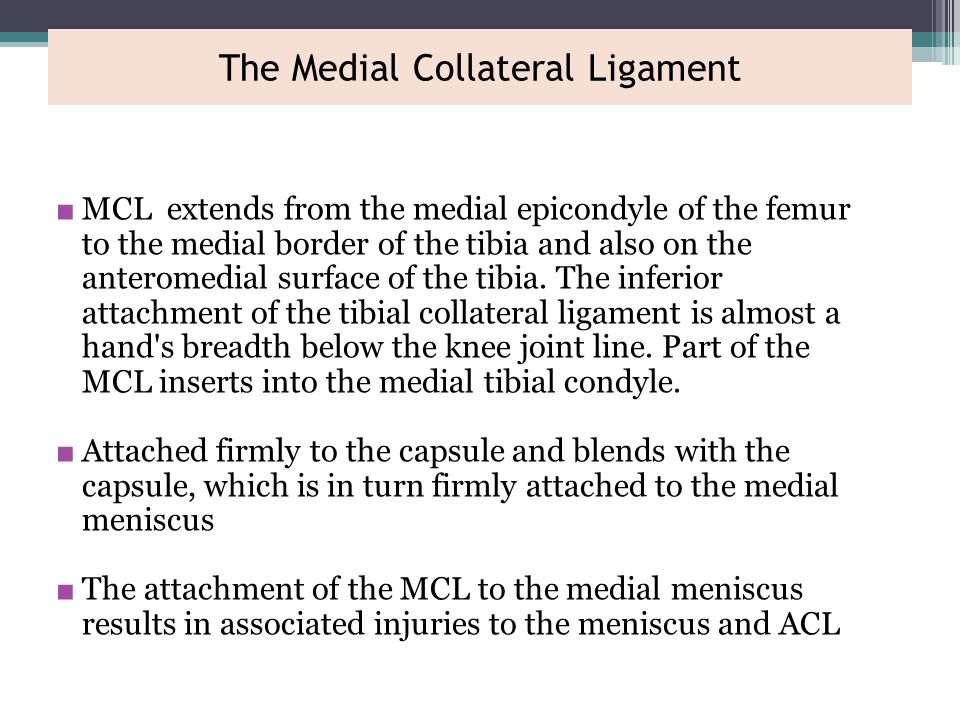 The Medial Collateral Ligament