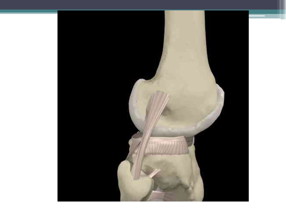 Lateral Collateral Ligament (Syn
