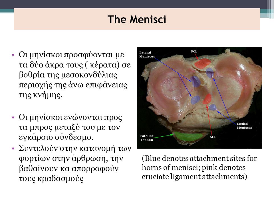 The Menisci Οι μηνίσκοι προσφύονται με τα δύο άκρα τους ( κέρατα) σε βοθρία της μεσοκονδύλιας περιοχής της άνω επιφάνειας της κνήμης.
