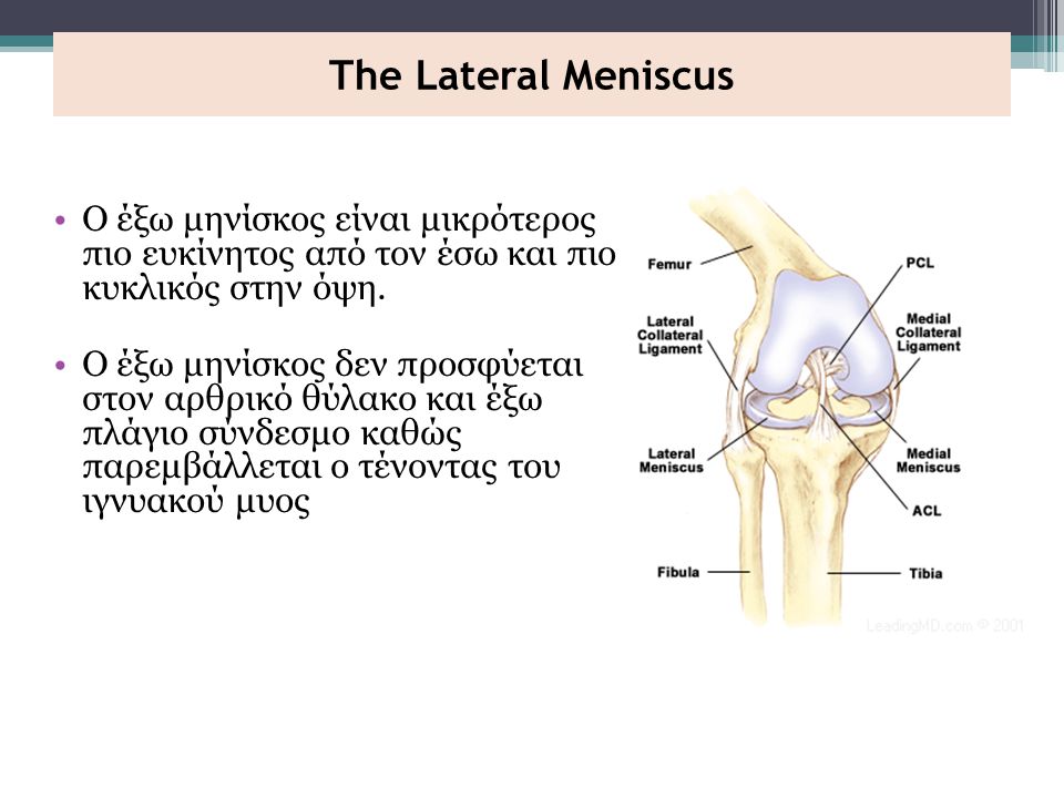 The Lateral Meniscus Ο έξω μηνίσκος είναι μικρότερος πιο ευκίνητος από τον έσω και πιο κυκλικός στην όψη.