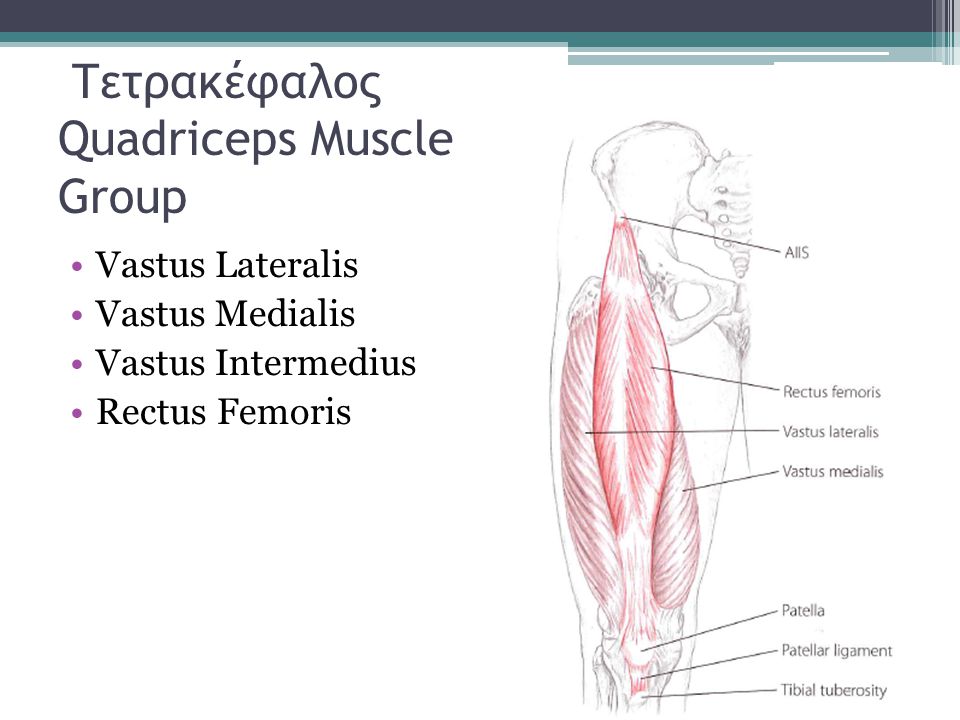 Τετρακέφαλος Quadriceps Muscle Group