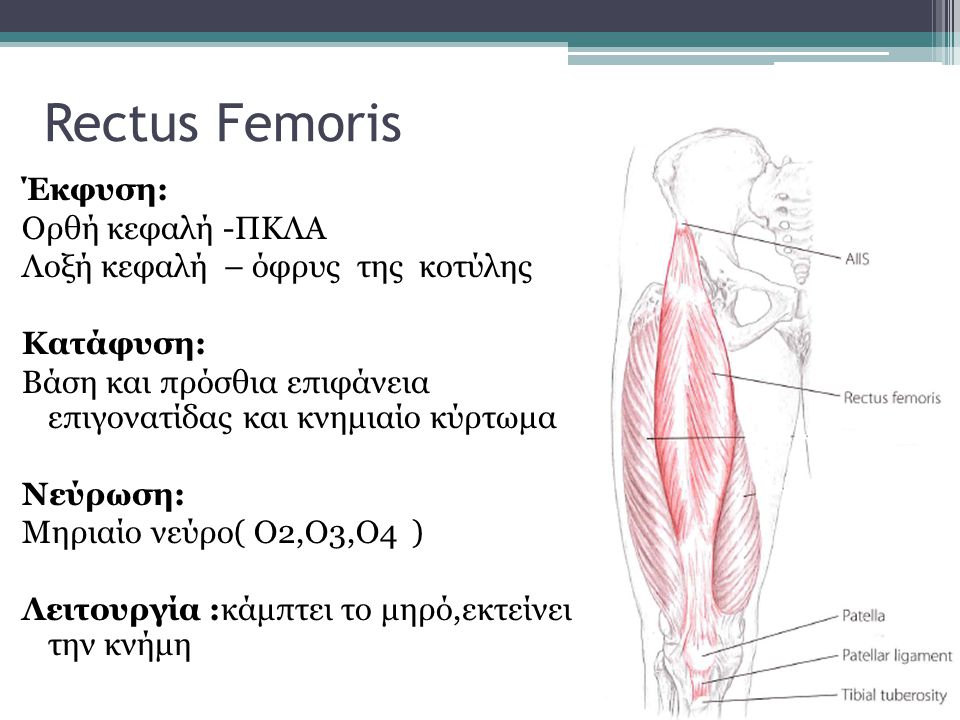 Rectus Femoris Έκφυση: Ορθή κεφαλή -ΠΚΛΑ