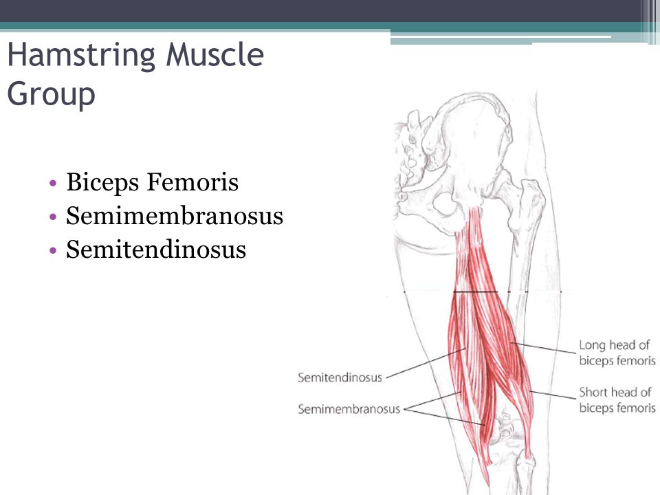 Hamstring Muscle Group