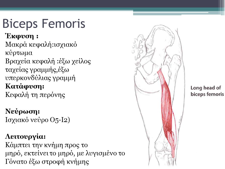 Biceps Femoris