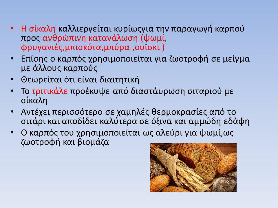 Η σίκαλη καλλιεργείται κυρίωςγια την παραγωγή καρπού προς ανθρώπινη κατανάλωση (ψωμί, φρυγανιές,μπισκότα,μπύρα ,ουϊσκι )
