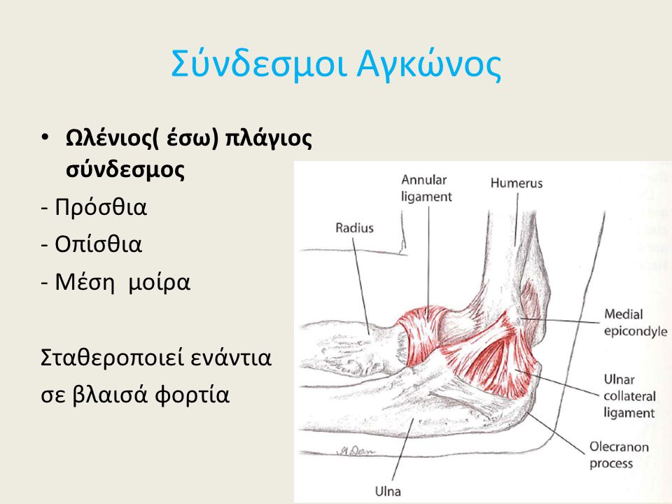 Σύνδεσμοι Αγκώνος Ωλένιος( έσω) πλάγιος σύνδεσμος - Πρόσθια - Οπίσθια