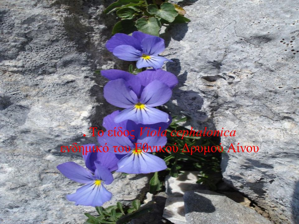 . Το είδος Viola cephalonica ενδημικό του Εθνικού Δρυμού Αίνου