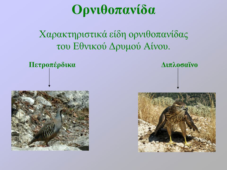 Χαρακτηριστικά είδη ορνιθοπανίδας του Εθνικού Δρυμού Αίνου.