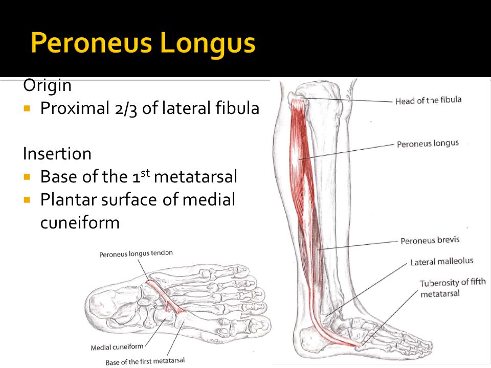 Peroneus Longus Origin Proximal 2/3 of lateral fibula Insertion