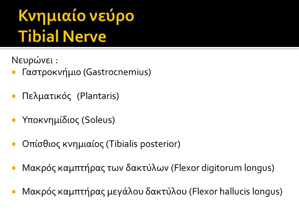 Κνημιαίο νεύρο Tibial Nerve