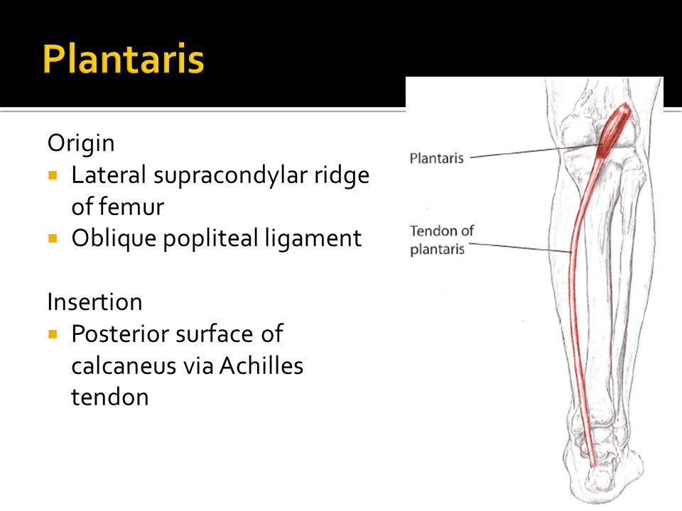 Plantaris Origin Lateral supracondylar ridge of femur