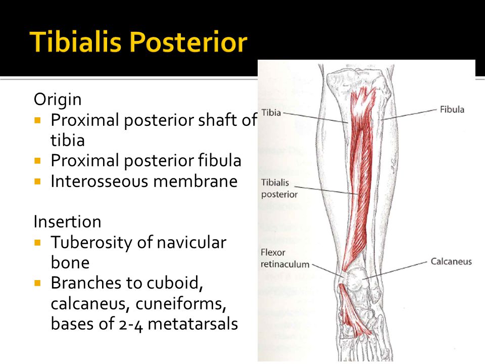 Tibialis Posterior Origin Proximal posterior shaft of tibia