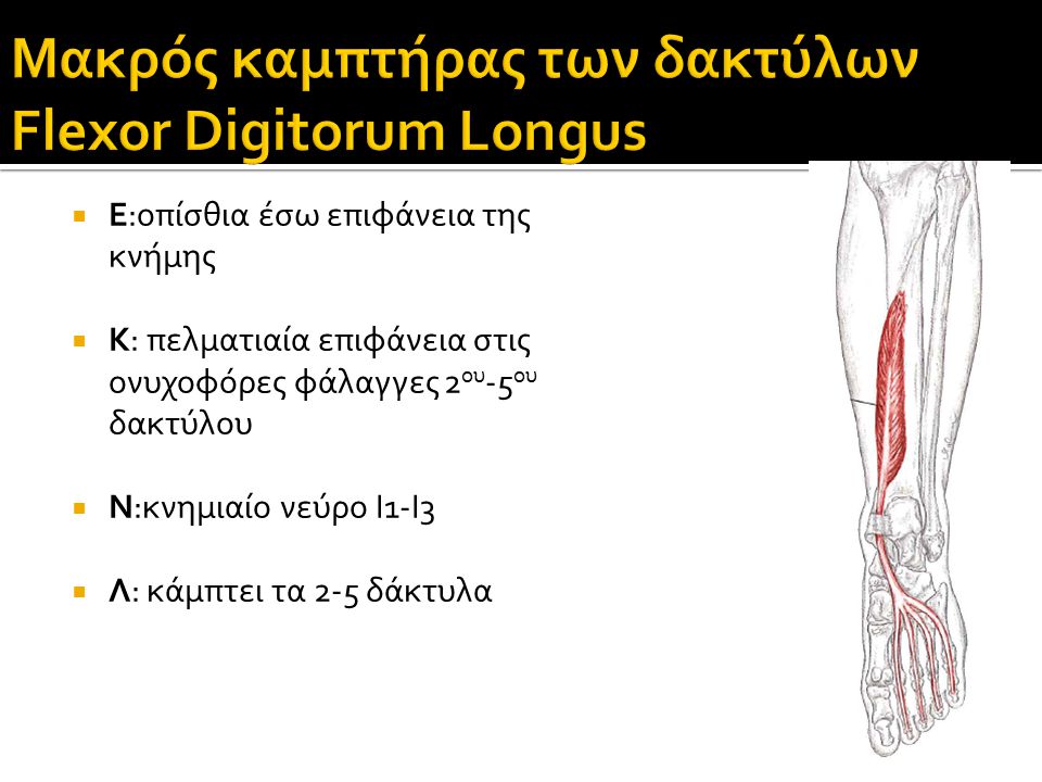 Μακρός καμπτήρας των δακτύλων Flexor Digitorum Longus